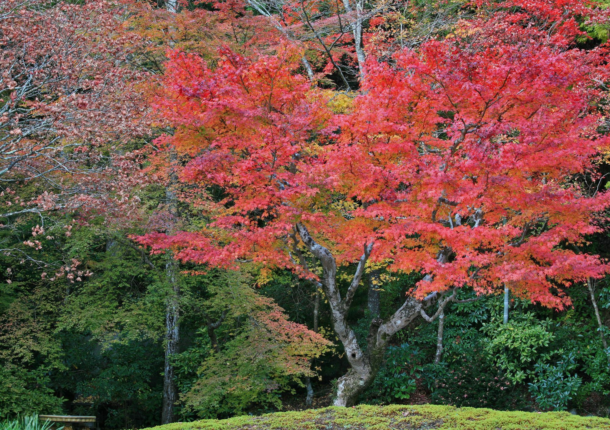 Sojiin Hotel Koyasan Buitenkant foto